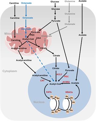 Reciprocal Regulation of Metabolic Reprogramming and Epigenetic Modifications in Cancer